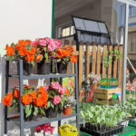 tienda Enxebre